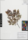 Foto von Salix glauca L.